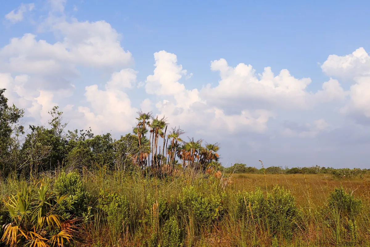 Grassrivers — Wetlands